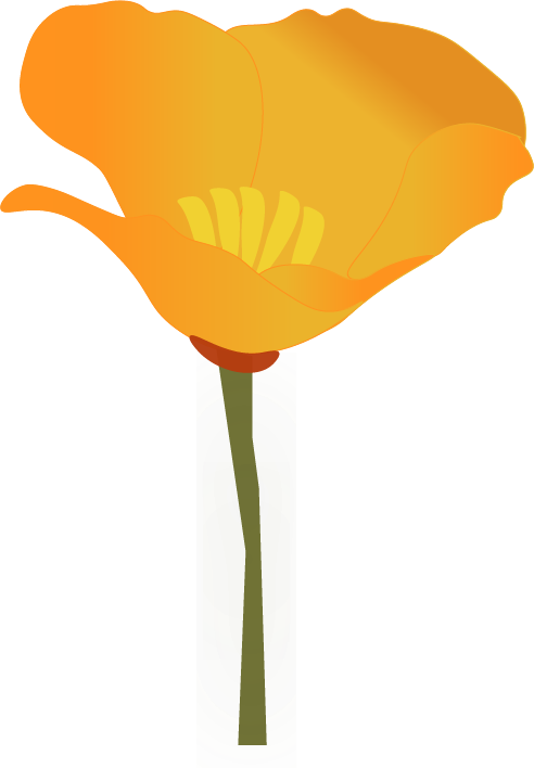 poppy flower illustartion